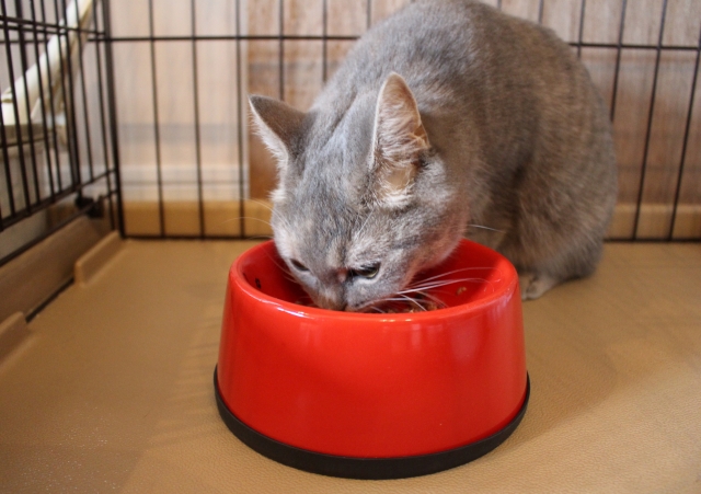 子猫に餌を与える量はどうするべき？