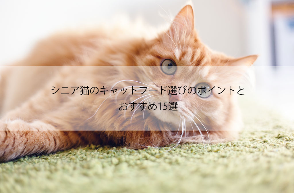 シニア猫のキャットフードを比較！高齢猫のフード選びのポイントとは？ | Myキャットフード