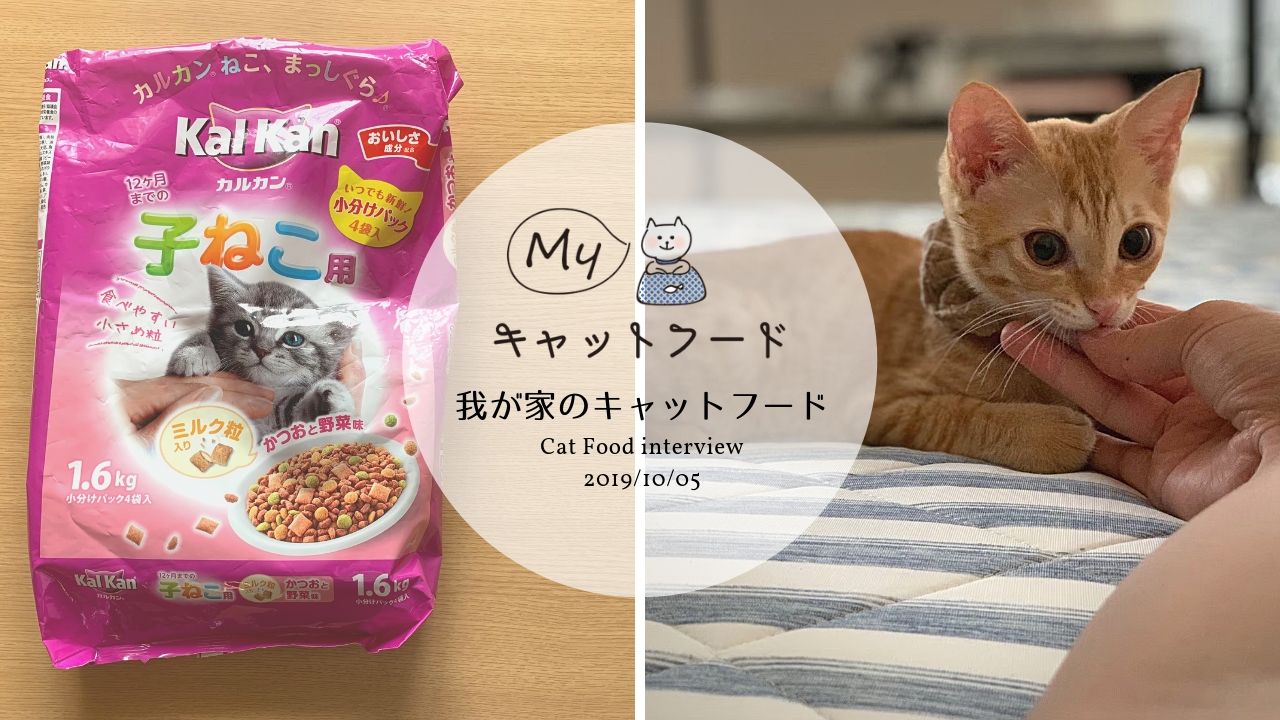 カルカンの子猫用キャットフードの魅力とは？生後4か月のモカちゃんのフードレビュー Myキャットフード